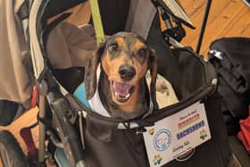 A happy sausage dog enjoying the Red Foundation's summer social event 