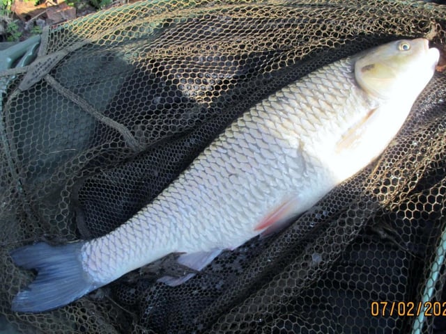 Michael Webb shows off his chub