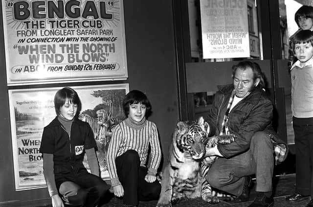 A Bengal Tiger cub greeted Saturday morning ABC Cinema minors club members in Wigan, to launch the film When the North Wind Blows in 1978