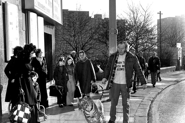 A Bengal Tiger cub greeted Saturday morning ABC Cinema minors club members in Wigan, to launch the film When the North Wind Blows in 1978