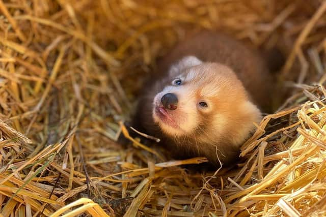 ZSL Whipsnade Zoo welcomes rare 'finger-sized' red panda cub (C) ZSL Whipsnade Zoo