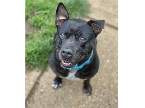 One dog looking for a home is Bruno, a six-year-old Staffordshire bull terrier cross (C) RSPCA