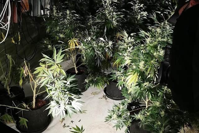 Cannabis factory shut down in Shefford