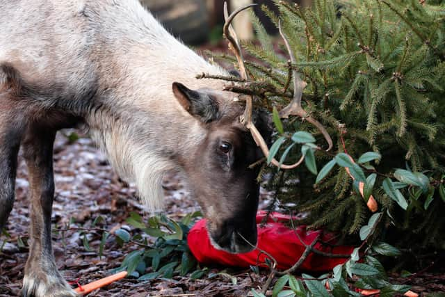 Reindeer enjoys festivities at ZSL Whipsnade Zoo (C) ZSL