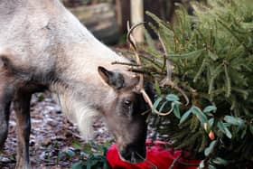 Reindeer enjoys festivities at ZSL Whipsnade Zoo (C) ZSL