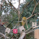 Squirrel monkeys celebrate the zoo's reopening (C) ZSL