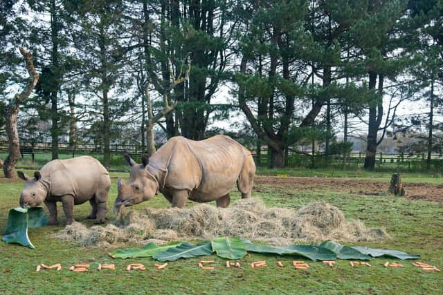 The herd devoured their dinner (C) ZSL