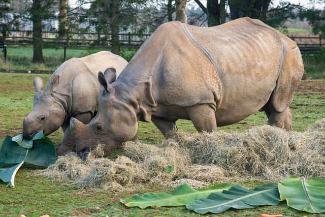 Keepers at Whipsnade Zoo give rhinos festive feast to spread Christmas cheer (C) ZSL