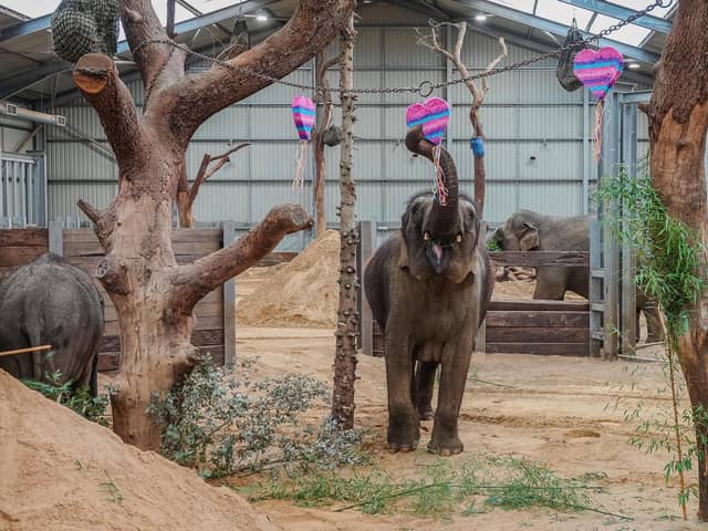 Love is in the air at ZSL Whipsnade Zoo this week, as keepers treated the Asian elephants to a Valentine’s surprise (C) ZSL