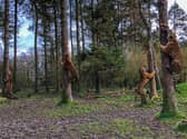 Amur tigers climbing trees at ZSL Whipsnade Zoo