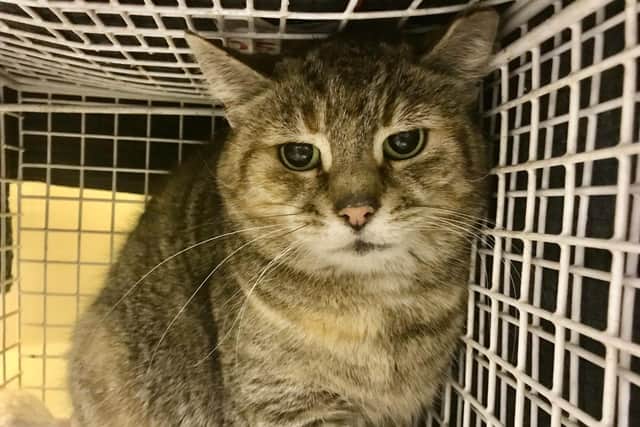 RSPCA officers were called to Luton after this stray cat was found injured