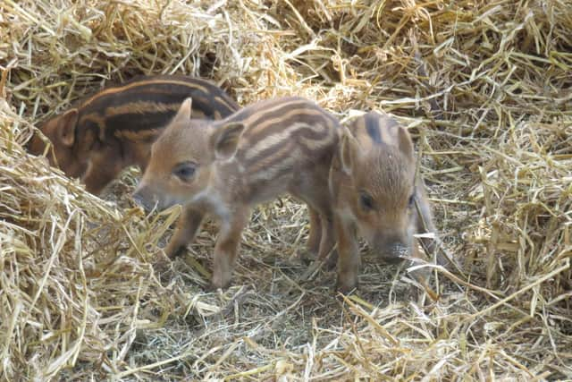 Boar piglets at ZSL Whipsnade Zoo. (C) ZSL Whipsnade Zoo