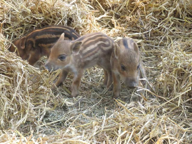 Boar piglets at ZSL Whipsnade Zoo. (C) ZSL Whipsnade Zoo