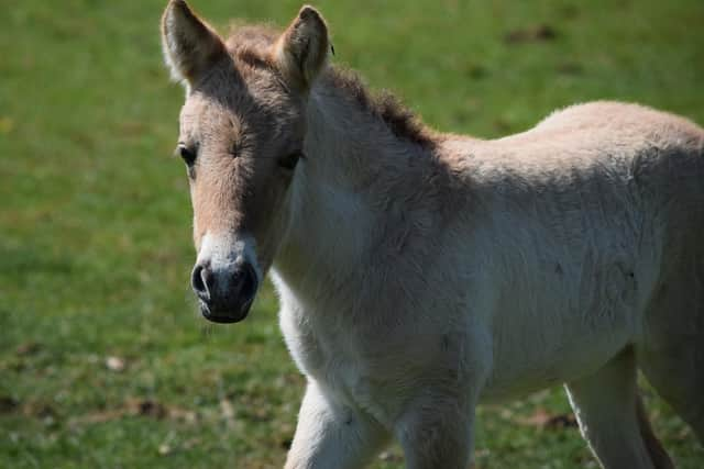 Keepers celebrate birth of endangered wild horse at ZSL Whipsnade Zoo (C) ZSL Whipsnade Zoo