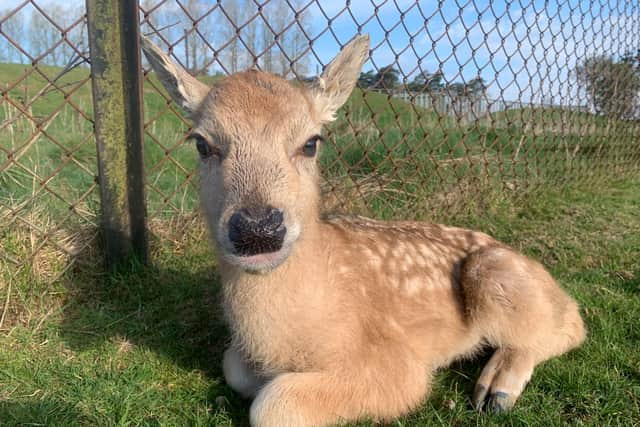 One of the zookeepers captured the pictures of the newest additions to the deer herd (C) ZSL Whipsnade Zoo