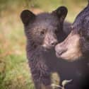 Bear cubs venture out of their den for the first time at Woburn Safari Park (C) Woburn Safari Park