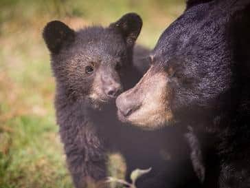 Bear cubs venture out of their den for the first time at Woburn Safari Park (C) Woburn Safari Park