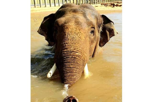 Ming Jung splashing around (C) ZSL Whipsnade Zoo