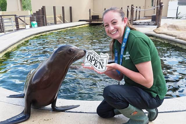 Zookeeper Alex Pinnell at ZSL Whipsnade Zoo with California Sea lions (C) ZSL