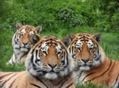 Makari Czar and Dmitri - photo taken by zookeeper James Ford on May 12 (C) ZSL zookeeper James Ford