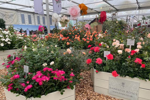 Harkness Roses at Chelsea Flower Show. Photo: Harkness Roses.