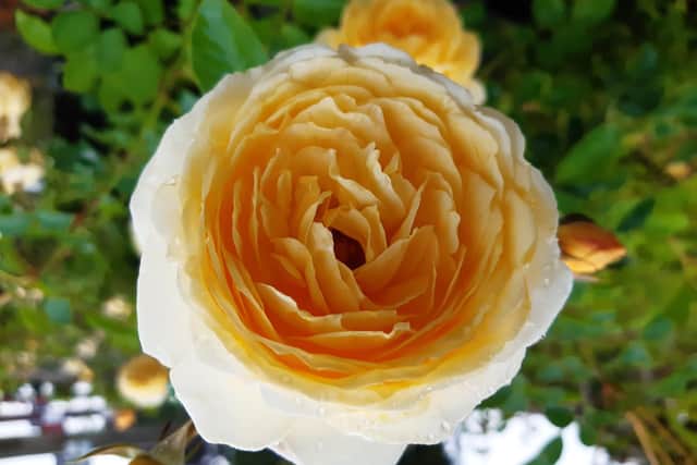 The John Ystumllyn Rose