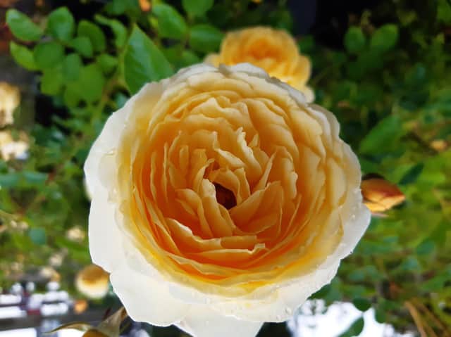The John Ystumllyn Rose