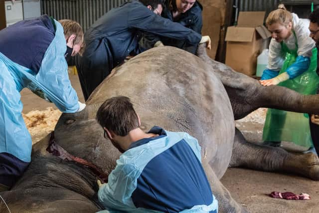 The post-mortem was photographed by the Zoo to allow the public insight into the rigorous, scientific work that goes on after the death of one of its animals