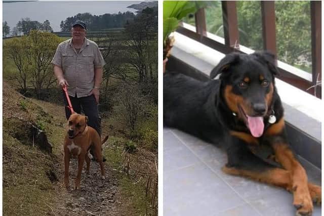 Barry with staffie/terrier cross Lucky (left) who now lives with his son in Scotland, and (right) Marmite, a rottweiler cross who had been found abandoned in a storm drain. Photos: Barry Woolhead.