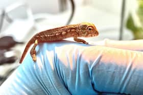 Baby panther chameleon hatches at Whipsnade Zoo