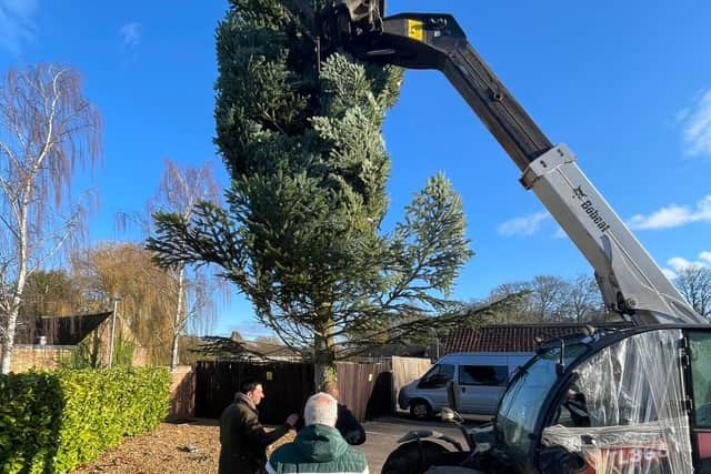 A forklift truck gets the tree in place - with Salvatore Genovese (left) and Nick Day overseeing the process.