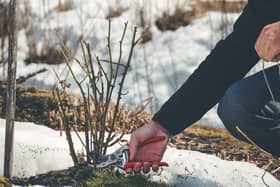 Preventative measures, like sheltering plants, clearing up spaces and insulating soils work great, but sometimes extra steps need to be taken to keep plants healthy