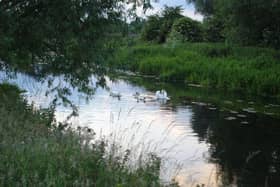 Swans on the Ivel. Photo: Sandy Town Council.