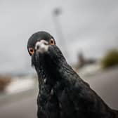 A pigeon peers into a photographer's lens. Getty Images