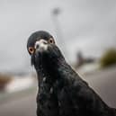 A pigeon peers into a photographer's lens. Getty Images