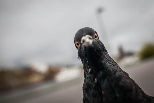 A pigeon peers into a photographer's lens. Getty Images