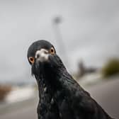 A pigeon peers down a photographer's lens. PIC: Getty