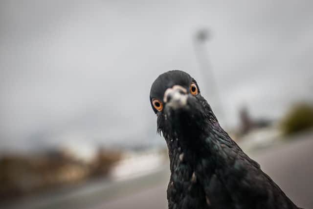 A pigeon peers down a photographer's lens. PIC: Getty