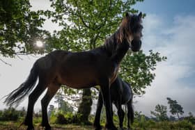 Dartmoor ponies enjoying the heathland at the Lodge. PIC: Robin Gilmore.