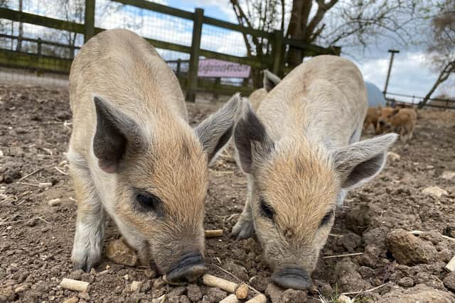 Mangalitsa Piglets at ZSL Whipsnade Zoo