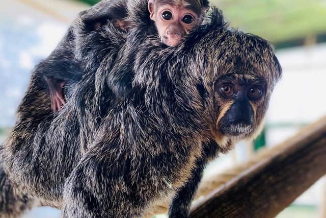 Baby saki monkey with mum Kaituma at ZSL Whipsnade Zoo