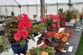 The Potton Show