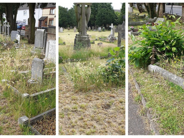 Drove Road Cemetery this morning (June 24). Photos: Carol Clark.