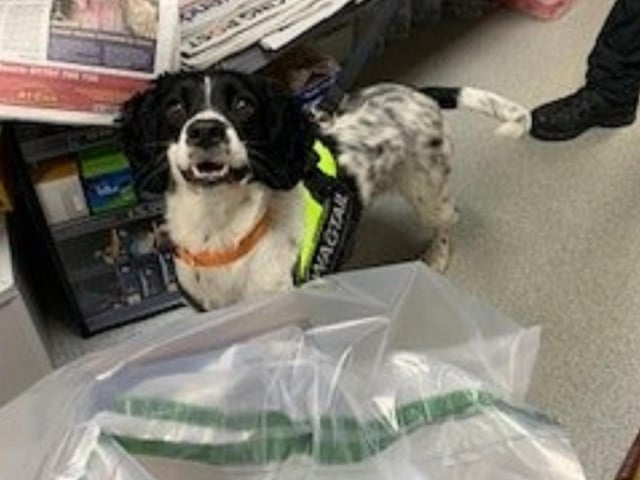Sniffer dogs have put their noses to good use helping Central Bedfordshire Council’s Trading Standards Team seize illegal tobacco