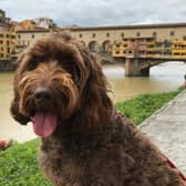 Mabel, the official Ambassadog for Sue Ryder St John’s Hospice