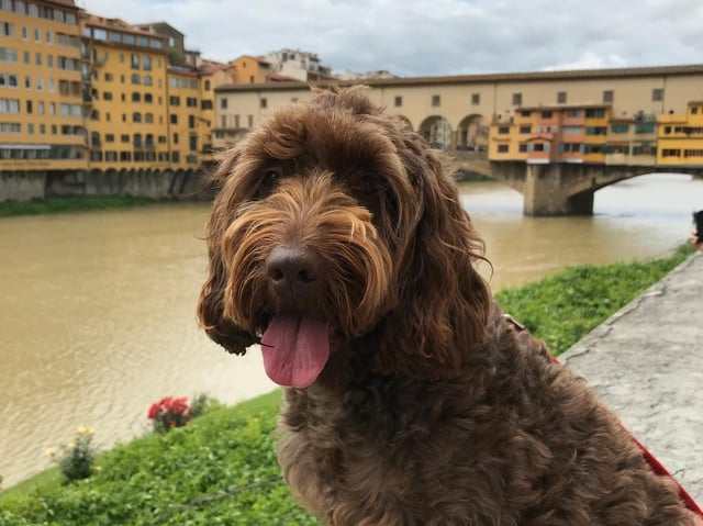 Mabel, the official Ambassadog for Sue Ryder St John’s Hospice