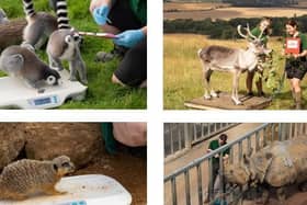 ZSL Whipsnade Zoo’s 9,500 animals hop on the scales for annual weigh-in