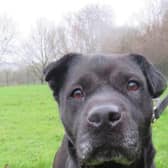 Shevvi the Sharpei cross is waiting for her forever home. Photo: Kit Wilson Trust