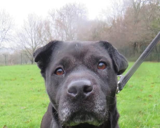 Shevvi the Sharpei cross is waiting for her forever home. Photo: Kit Wilson Trust
