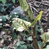 Japanese Knotweed